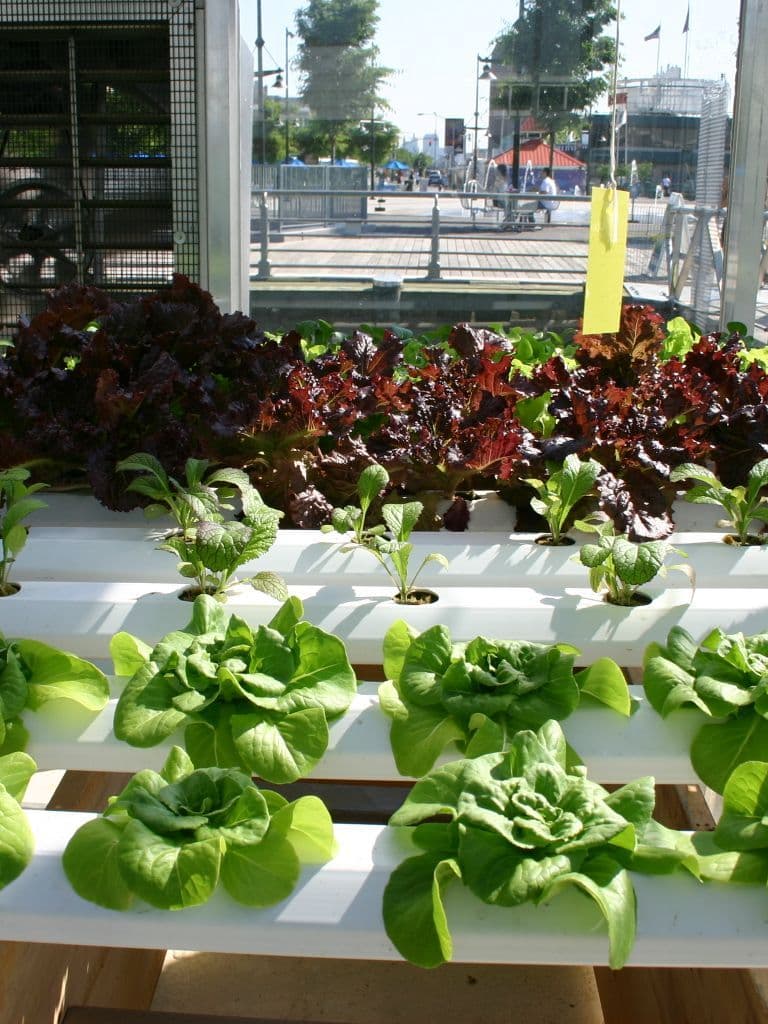 How Do Plants Grow Without Soil? The Magic of Hydroponics