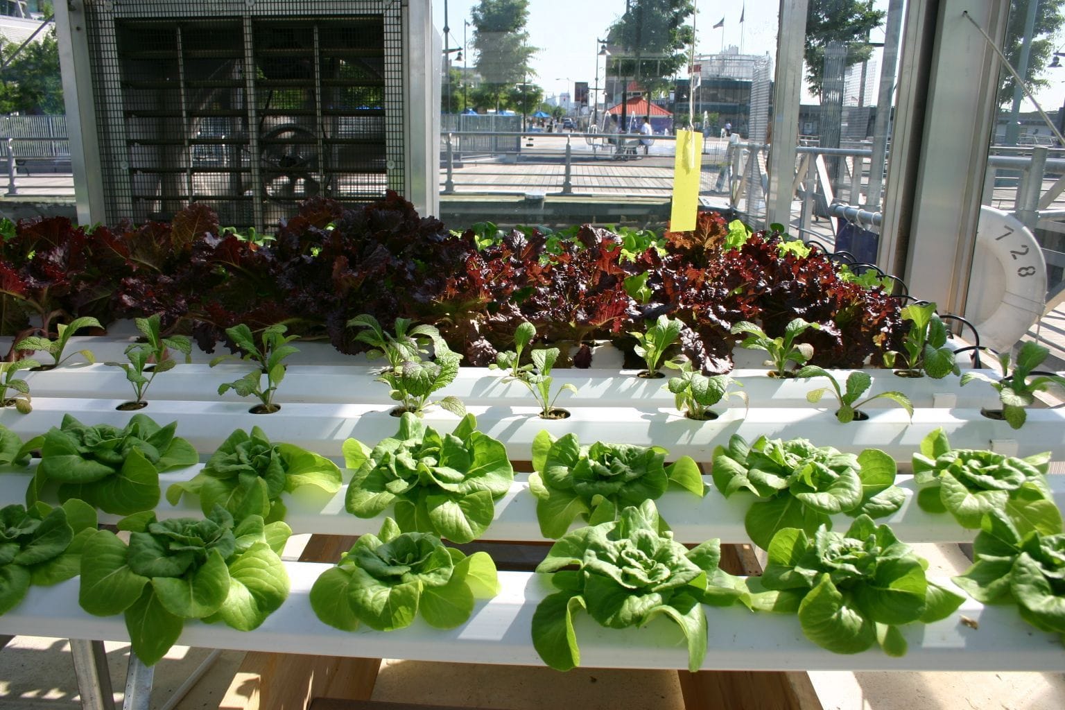 Hydroponics with leafy vegetables. Plants placed into nutrient-rich water channels in an NFT system. Photo by Ryan Somma on Wikipedia.