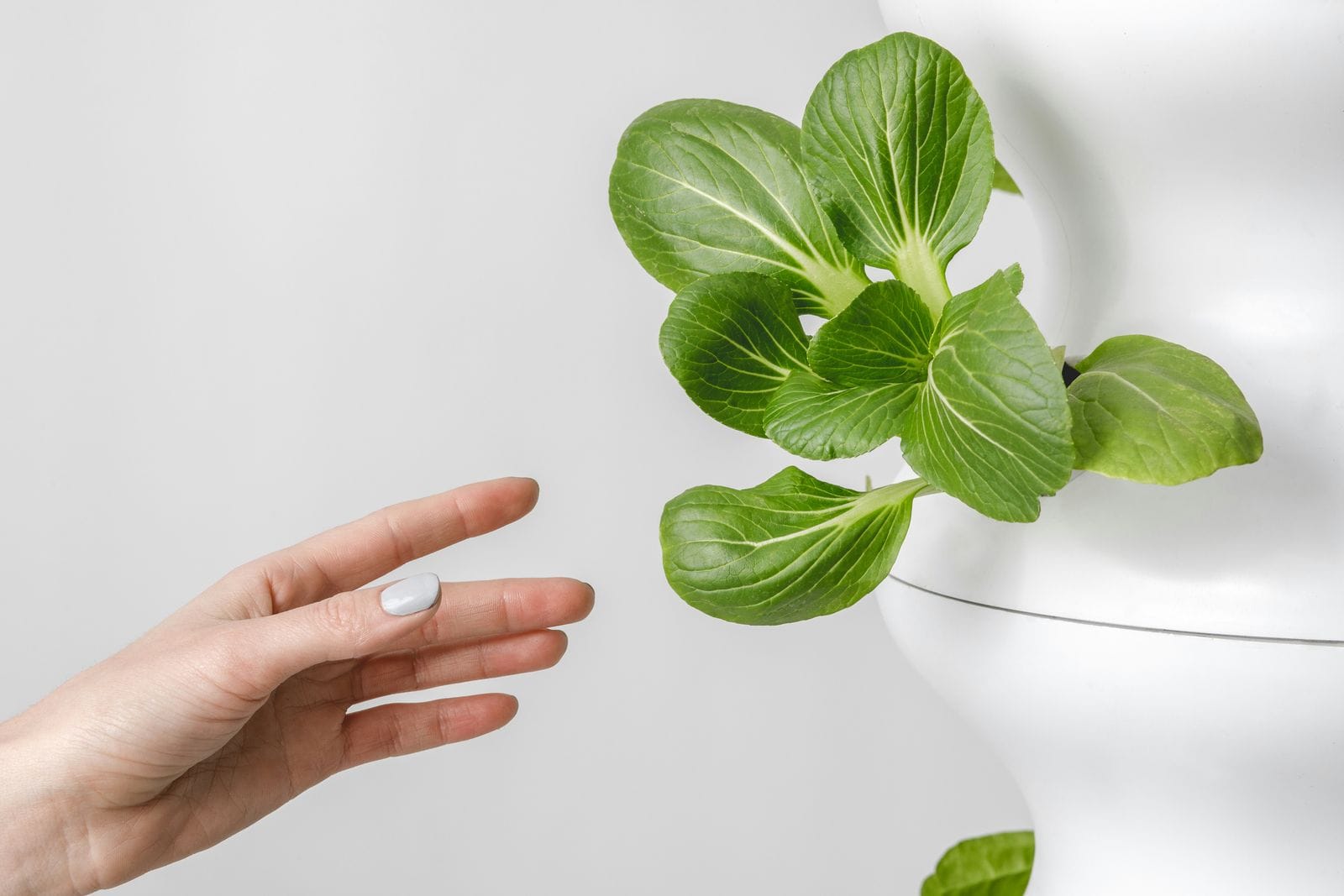 Aeroponics. Photo by Ona Creative on Unsplash.